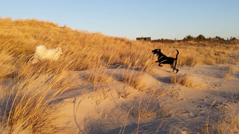 Customizing your newly registered custom post type with an icon