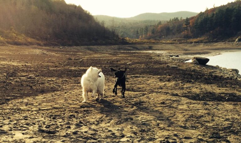 Cannot add dynamic_sidebar() to WordPress Nav_Menu_Walker (solved)